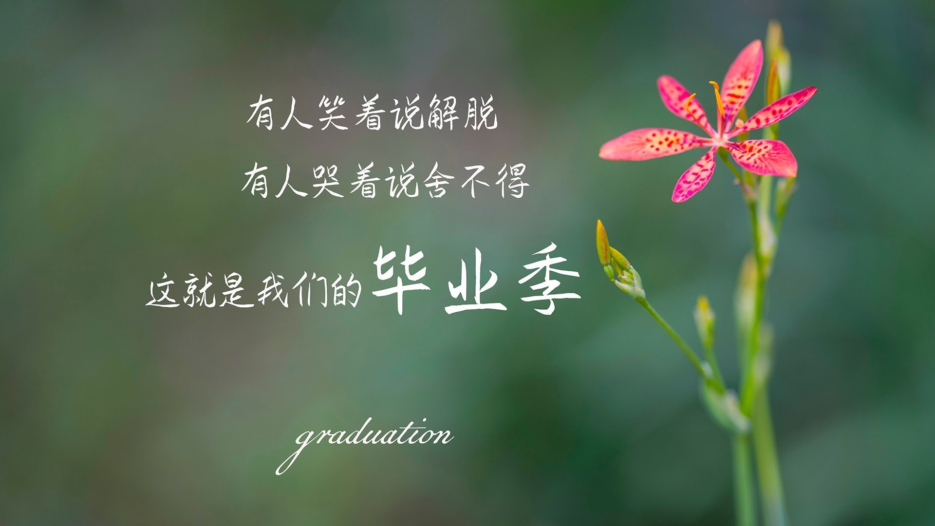 爱游戏内容中心-世界赛车锦标赛：速度王者的巅峰对决，世界赛车冠军是谁